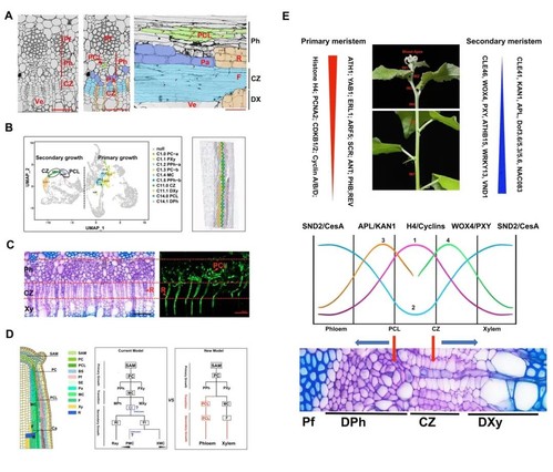 Research Brief Computing Biology Professor Ruhong Zhou High